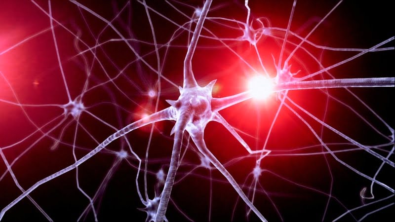 As Neurociências podem ajudar a desenvolver melhor formação