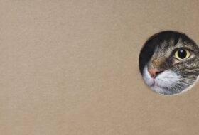 Inteligência Artificial: temos hoje com recurso à IA, um potencial de criar insights muito mais valiosos